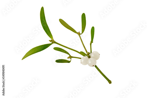 Mistletoe branch with leaves and berries isolated transparent png. Christmas decoration plant. photo