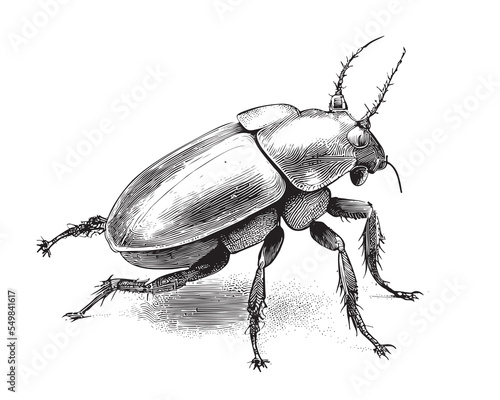 Beetle insect sketch hand drawn in engraved style sketch Vector illustration.