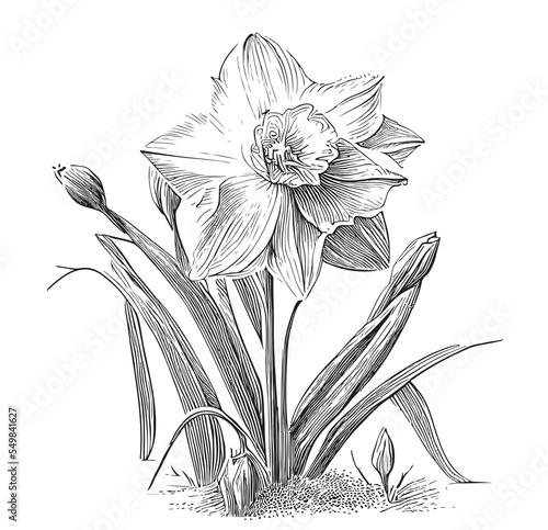 Daffodil flower sketch hand drawn in engraved style sketch Vector illustration.