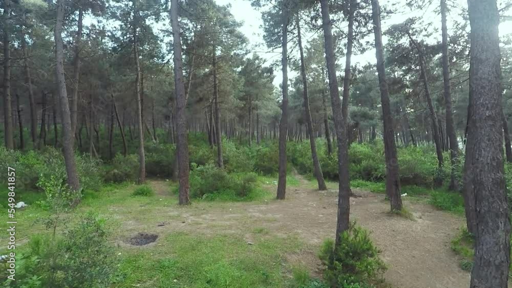 pine trees in forest pine trees in forest
