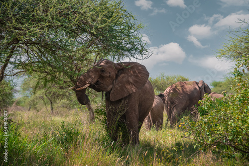 Photography Wildlife at Serengeti National Park in Tanzania Safari in African Natural reserv