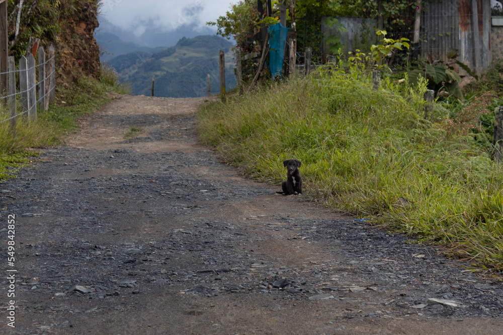 A guardian black puppy watching near to a sand road with mountain landscape at background