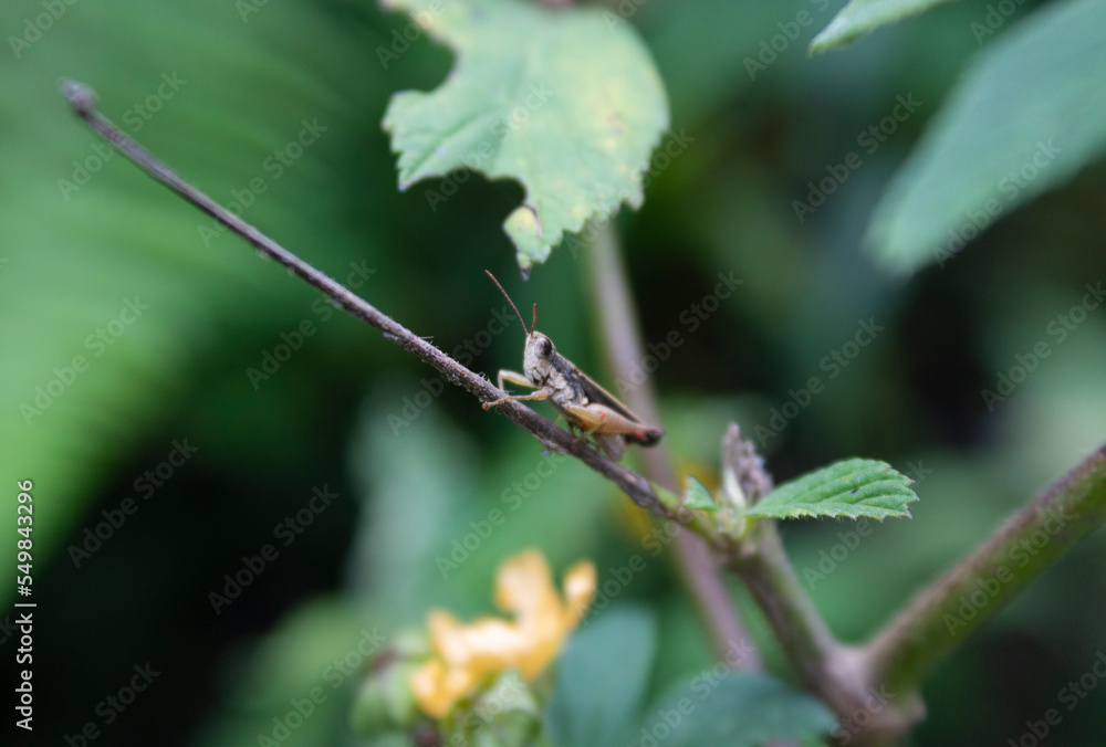 Beautiful macro photography of a green small grass jumper over a plant