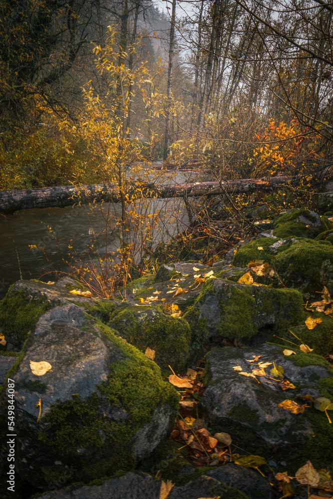 river in autumn forest river in autumn forest
