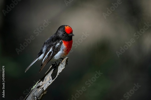 Closeup of a red-capped robin (Petroica goodenovii) perched on a tree branch photo