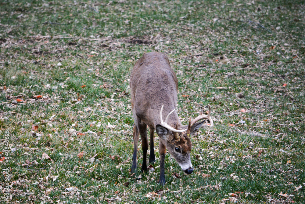 Nature, Wildlife, Deer, Buck, Antler