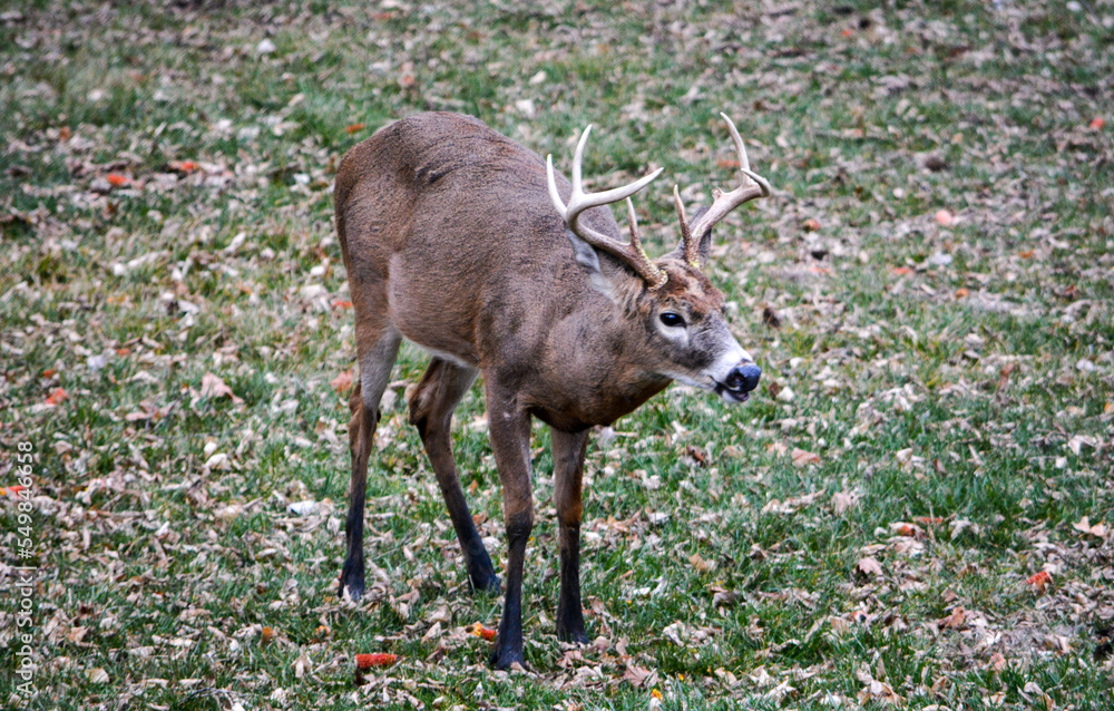 Nature, Wildlife, Deer, Buck, Antler