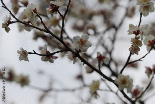 白梅の花 © ykimura65