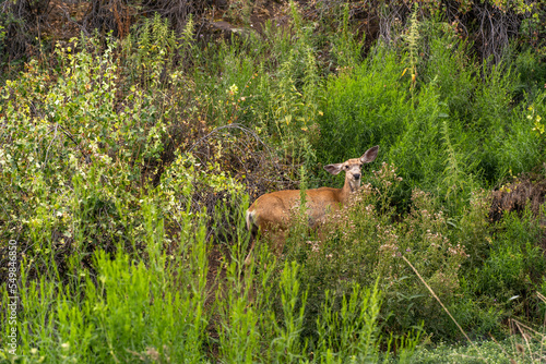 Young mule deer (Odocoileus hemionus) on the field.