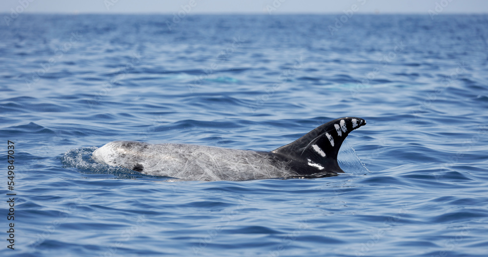 Fototapeta premium dolphin in the water, risso's 