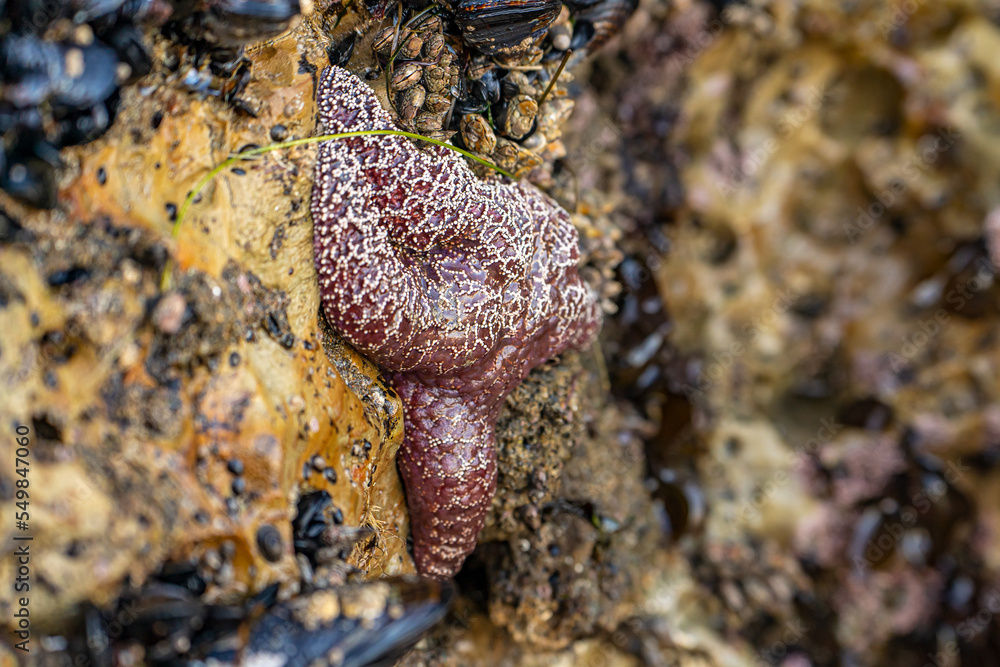 Obraz premium Ochre star (Pisaster ochraceus) at low tide.