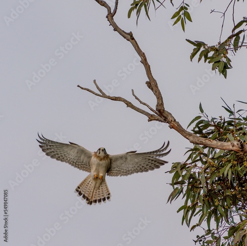 White Nankeen Kestra flying next to a tree photo