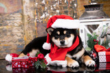 Christmas dog black and tan shiba inu with a scarf around his neck