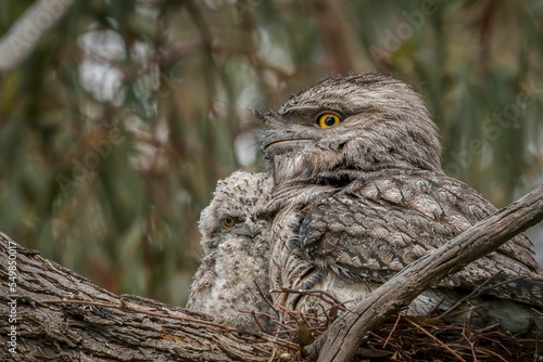 Closeup of a tawny frogmouth on a tree.