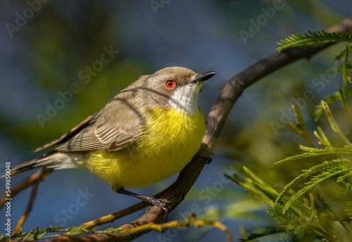 Closeup of a white-throated gerygone perched on a tree branch. photo