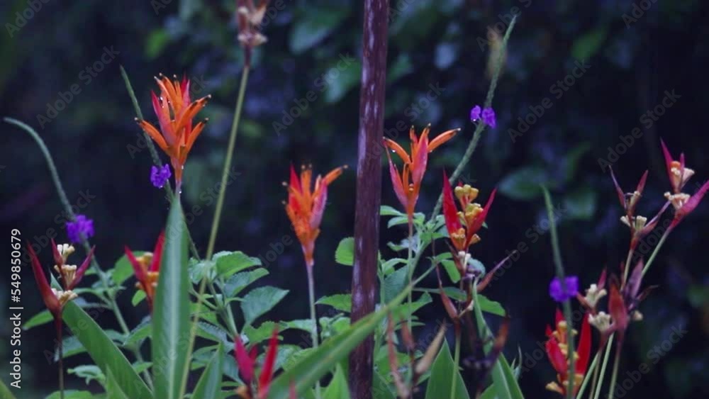 Helikonia during heavy rain in the rainforest of Costa Rica copyspace 4K