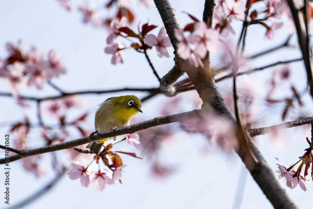 北限のメジロと桜 北限のメジロと桜