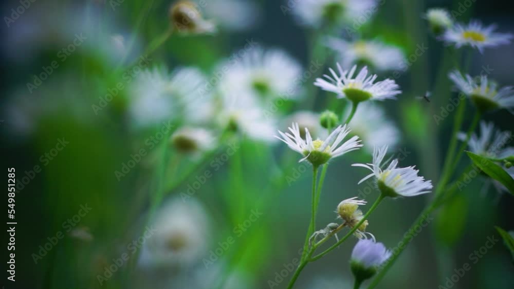 Close up of annual fleabane (Erigeron annuus) in meadow Close up of annual fleabane (Erigeron annuus) in meadow