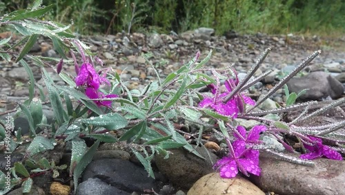 dwarf fireweed and river beauty willowherb. It has circumboreal distribution, appearing throughout northern regions. Kolyma, Magadan region photo