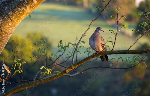 Common Bronzewing Pigeon on tree twig with blur background in the park photo