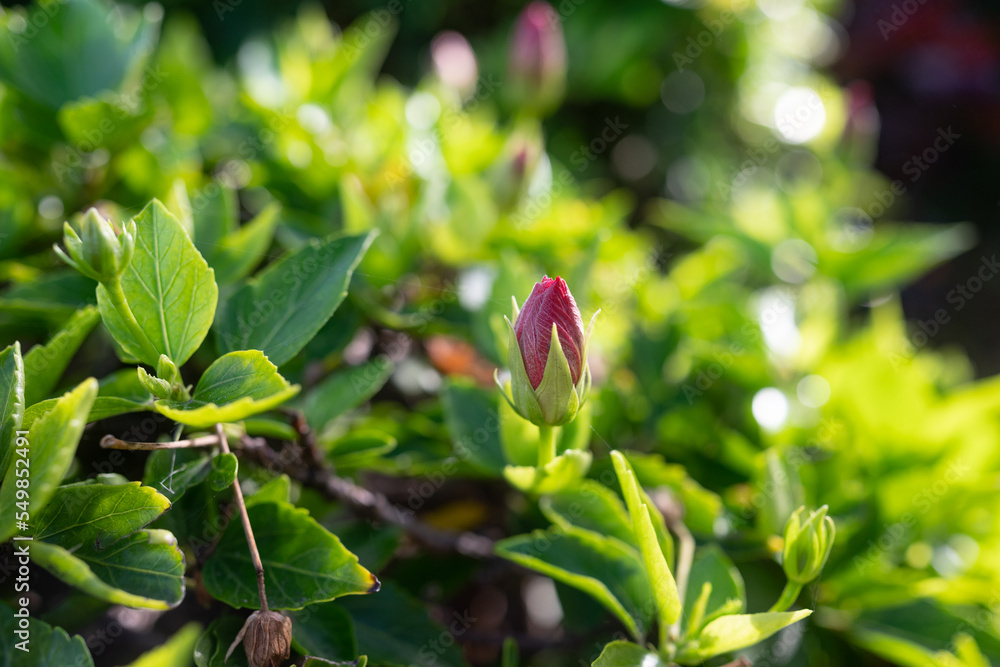 Fototapeta premium Red chinese hibiscus bud. Emerging flower of chinese rose