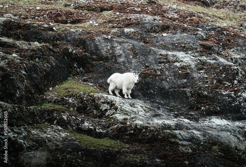 White wild goat on a mountain slope in Inside Passage, Alaska