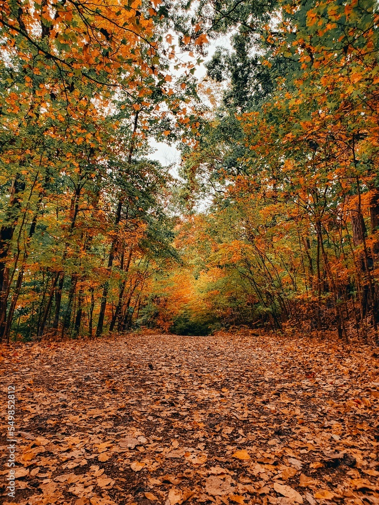 Obraz premium Vertical shot of beautiful foliage and trees at Dunbar Cave State Park in the fall
