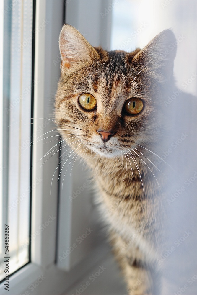 Portrait of  brown cat sitting near the window
