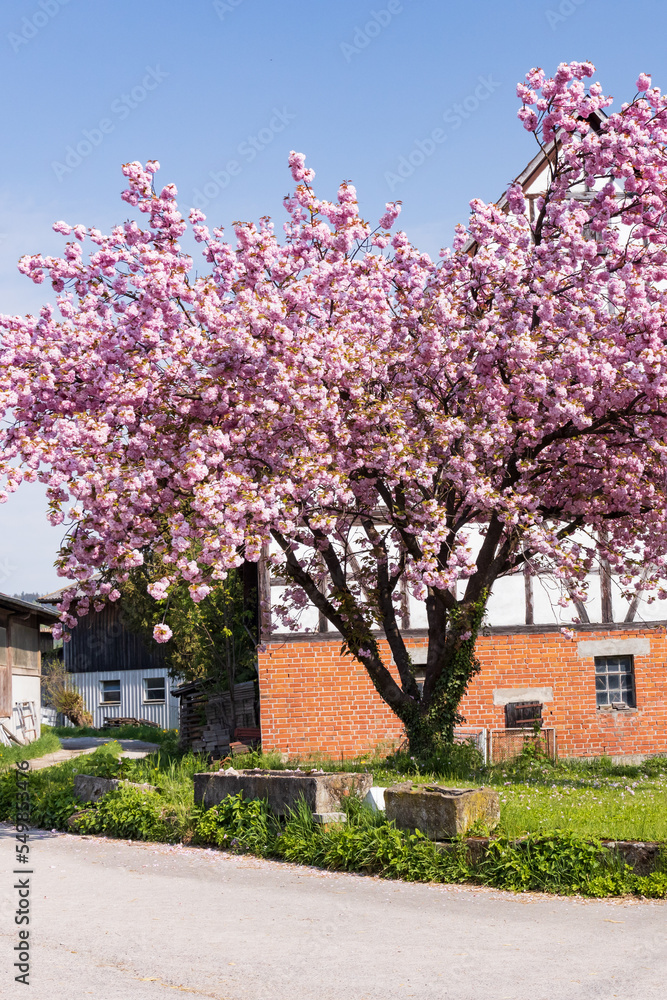 Large tree with pink bloom and barn in background