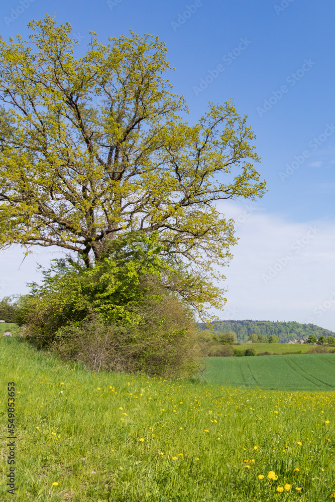Large tree in a green field with farm fields in the background in the German countryside Large tree in a green field with farm fields in the background in the German countryside