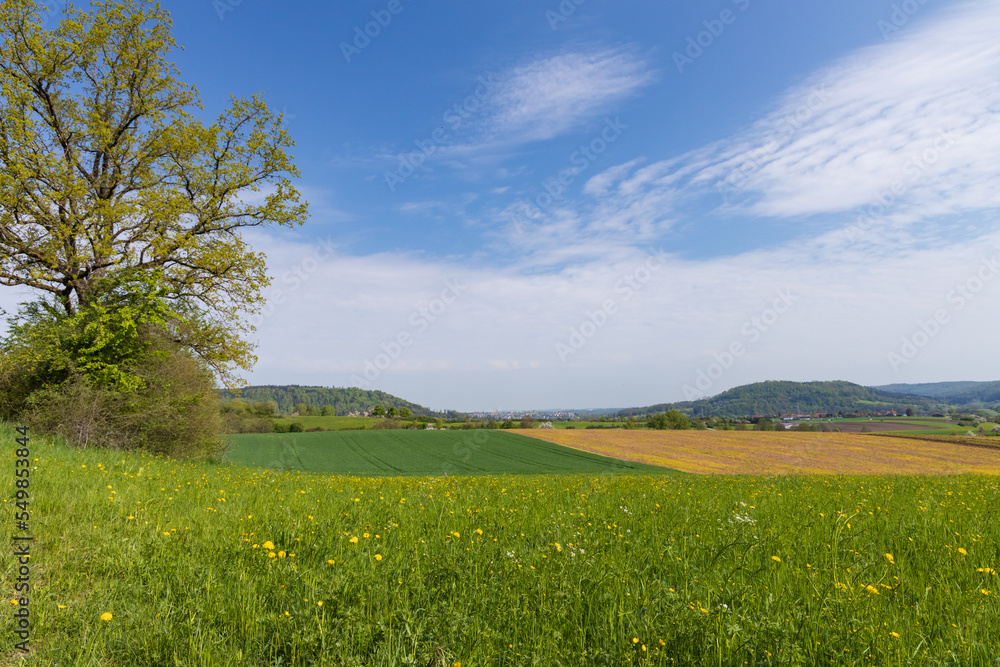 Large tree in a green field with farm fields in the background in the German countryside