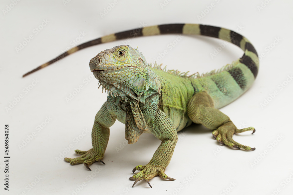 Obraz premium Duża zielona jaszczurka iguana na białym tle 