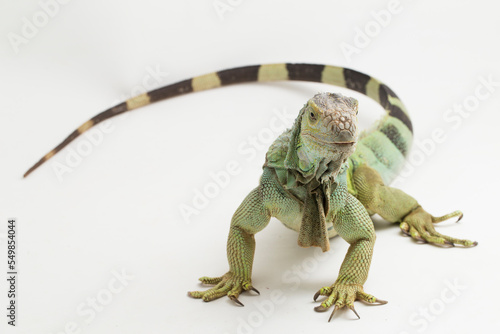 Big Green Iguana lizard isolated on a white background

