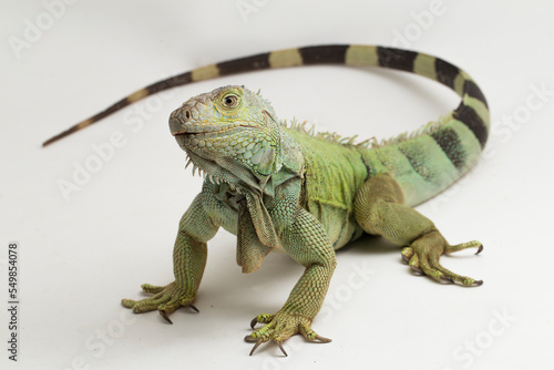 Big Green Iguana lizard isolated on a white background
