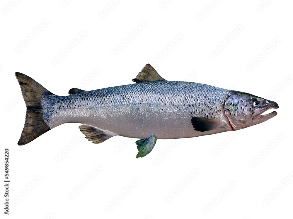 Atlantic Salmon Living in the Northern Atlantic ocean the Atlantic