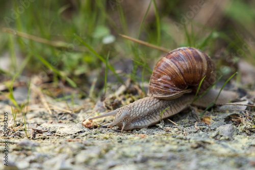 Brown snail on the ground