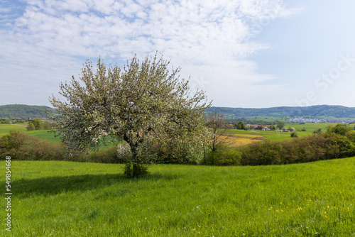 Large tree in a green field with farm fields in the background in the German countryside
