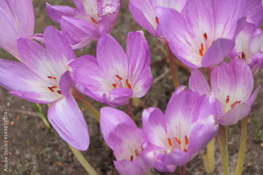Naklejka premium Beautiful autumn crocus flowers growing outdoors, closeup