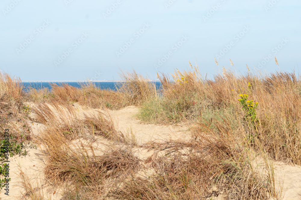 brown grass dried during the fall autumn season rooted and established upon a seaside beach sand dune ecosystem along the coastal shore of tourist destination and barrier islands brown grass dried during the fall autumn season rooted and established upon a seaside beach sand dune ecosystem along the coastal shore of tourist destination and barrier islands