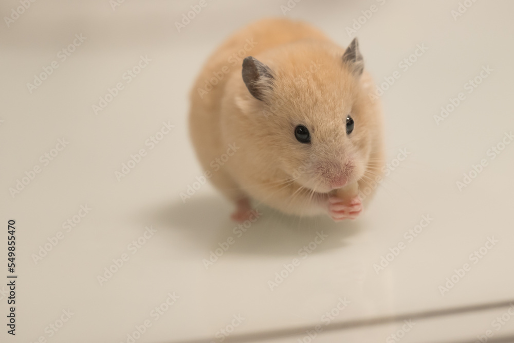 A hamster on a white background greedily stuffs food behind its cheeks. A hamster on a white background greedily stuffs food behind its cheeks.