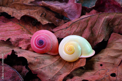 Yellow and pink land snails (Calocochlia festiva) beautiful snails from Luzon island, Philippines, endangered species , rare and protected. Selective focus photo