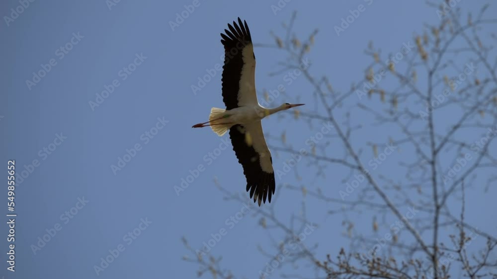 Low angle view of a flying stork