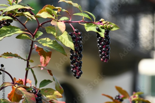 Closeup of pokeweed on branches photo