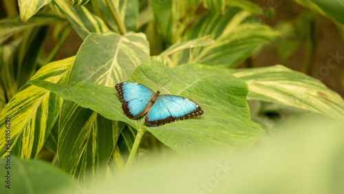 Fotografija Beautiful Menelaus blue morpho butterfly resting on a big green leaf on a sunny