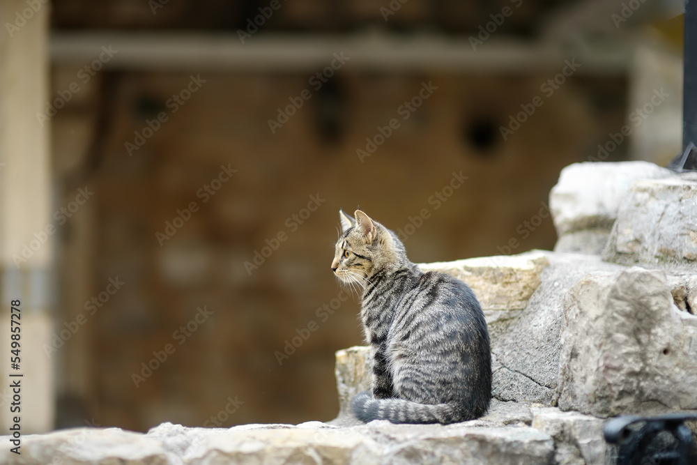 Wild cat on the streets of the Kotor old town, Montenegro. Cats are one of the attractions of Kotor. Wild cat on the streets of the Kotor old town, Montenegro. Cats are one of the attractions of Kotor.