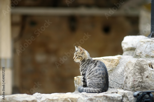 Wild cat on the streets of the Kotor old town, Montenegro. Cats are one of the attractions of Kotor.