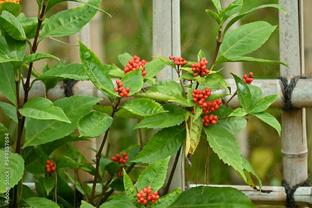 Fototapeta premium Japanese sarcandra berries. Chloranthaceae evergreen shrub. It grows in partial shade and the berries ripen red from November to January. There are also yellow berry varieties.