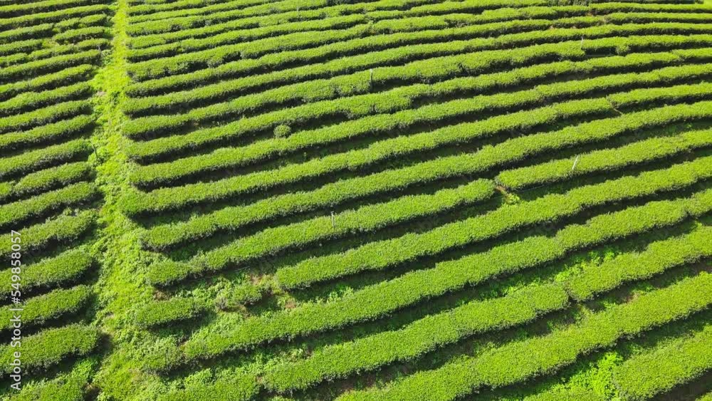 Green tea plantation and oolong tea planted in a row on the mountain at Doi Mae Salong, Chiang Rai, Thailand. A bird's eye view from a drone.