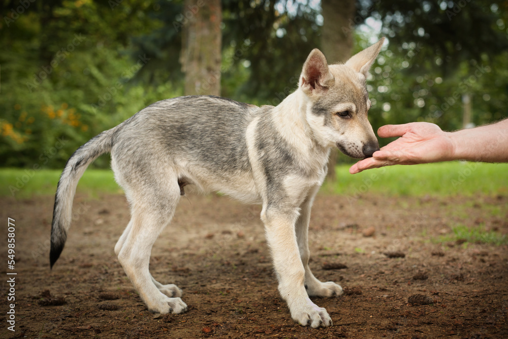 Male puppy of czechoslovak wolfdog enjoying outdoor games Male puppy of czechoslovak wolfdog enjoying outdoor games