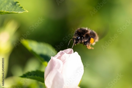 Close up of a Buff-tailed bumblebee (Bombus terrestris) flying over a Dog-rose flower photo